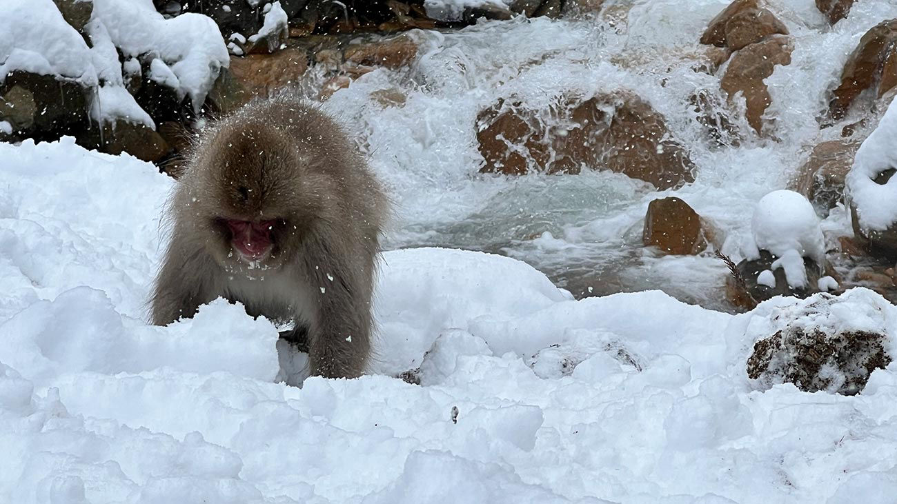 Snow Monkey Park 