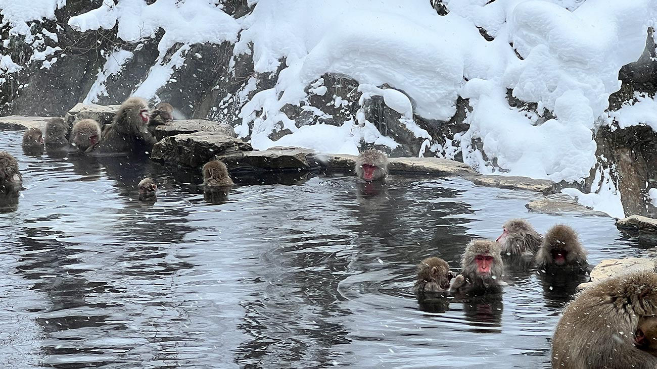 Snow Monkey Park 