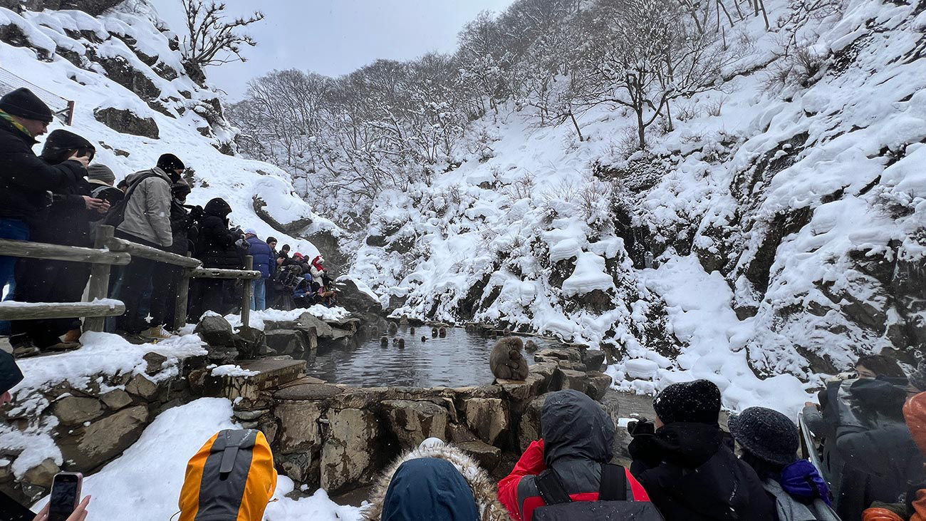Snow Monkey Park 