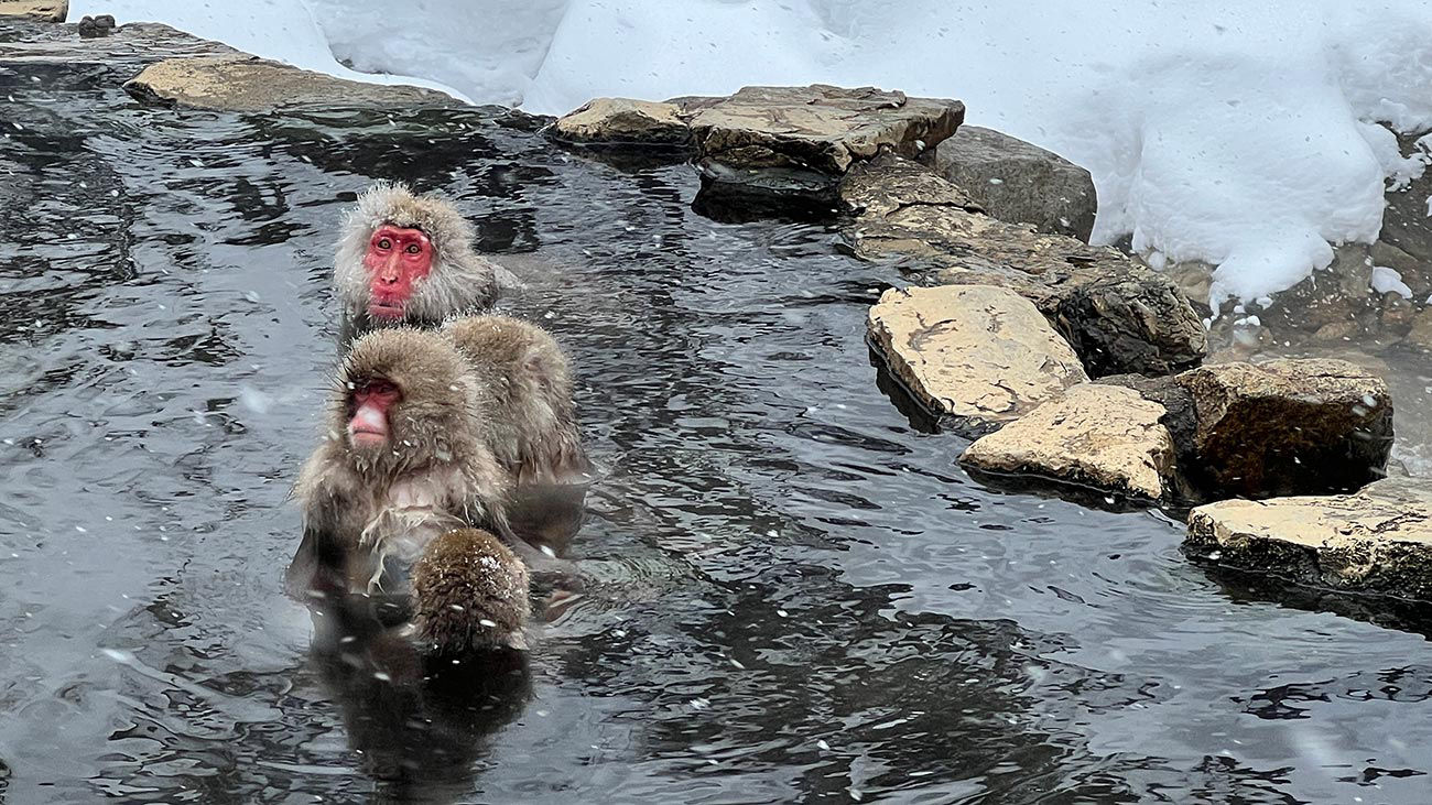 Snow Monkey Park 