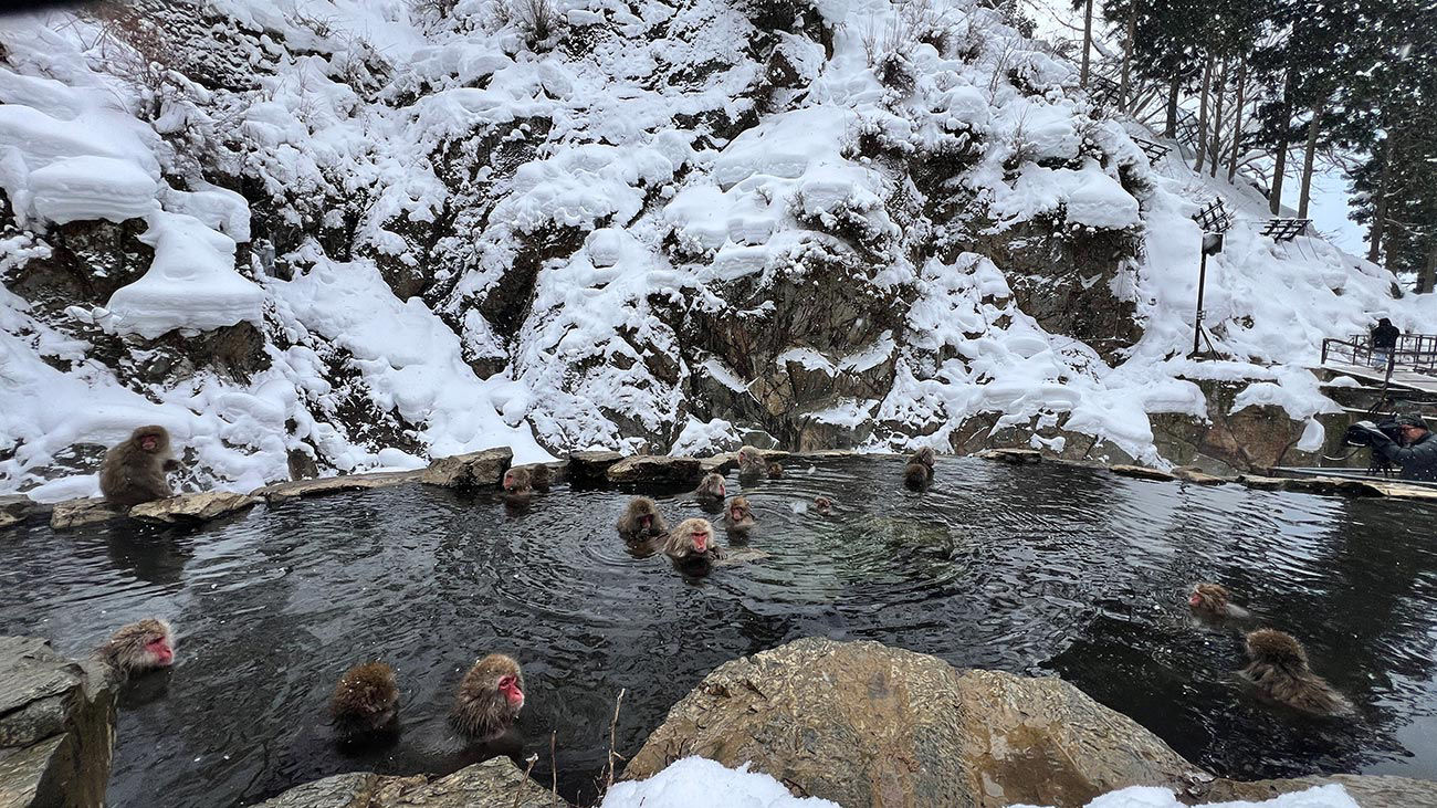 Snow Monkey Park 